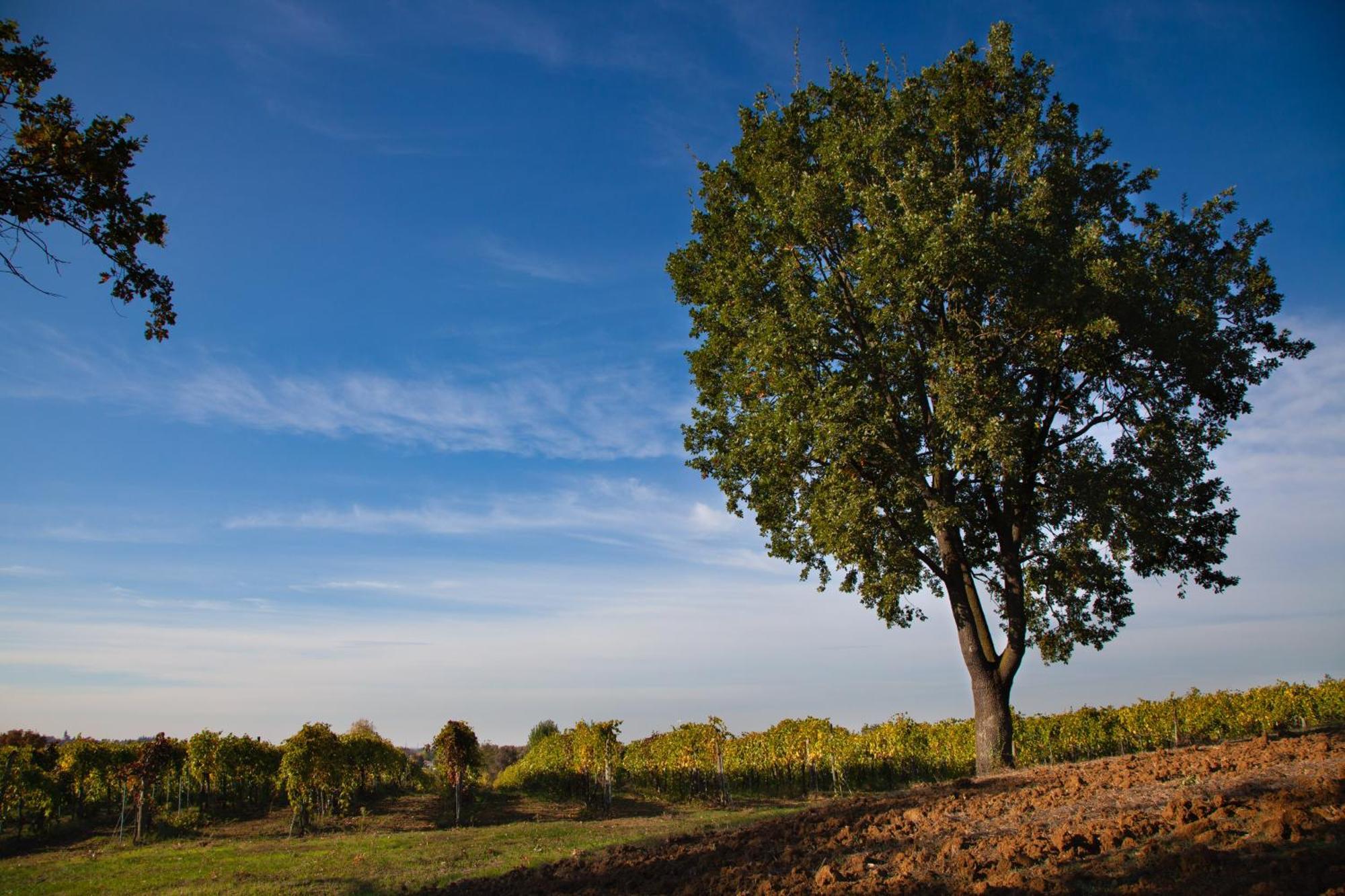 Le Stanze Di Bacco Βίλα Monteveglio Εξωτερικό φωτογραφία